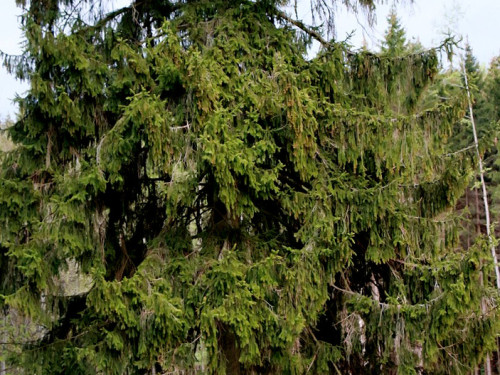 Pfingstagung Zeltlager mit Indica Tunier – Foto 43