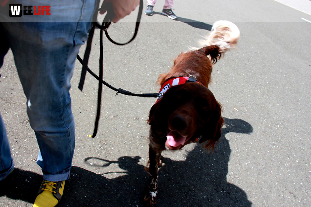 Sommerfest des BRK Seniorenheim