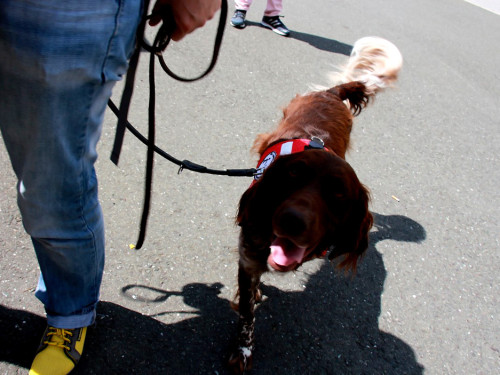 Sommerfest des BRK Seniorenheim – Foto 20