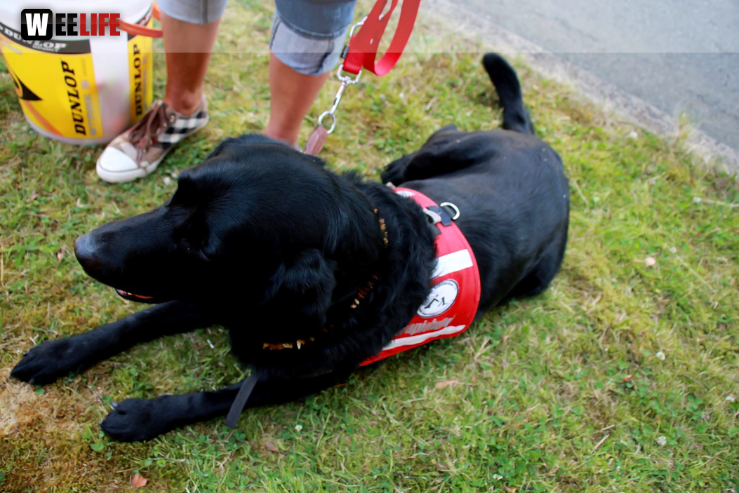 Sommerfest des BRK Seniorenheim