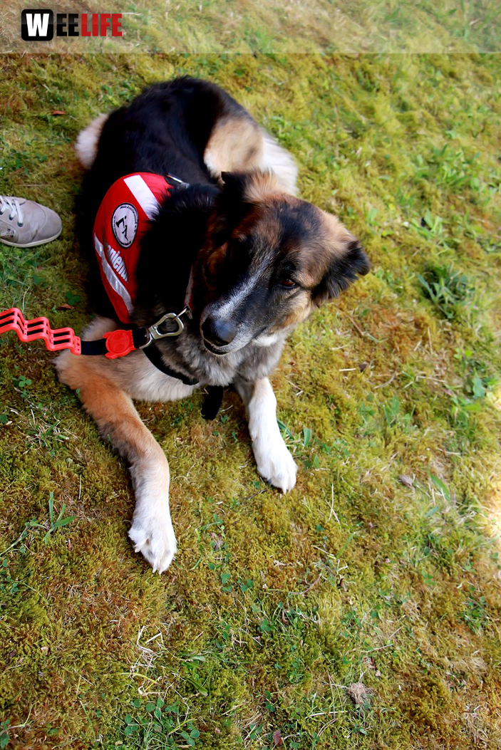 Sommerfest des BRK Seniorenheim
