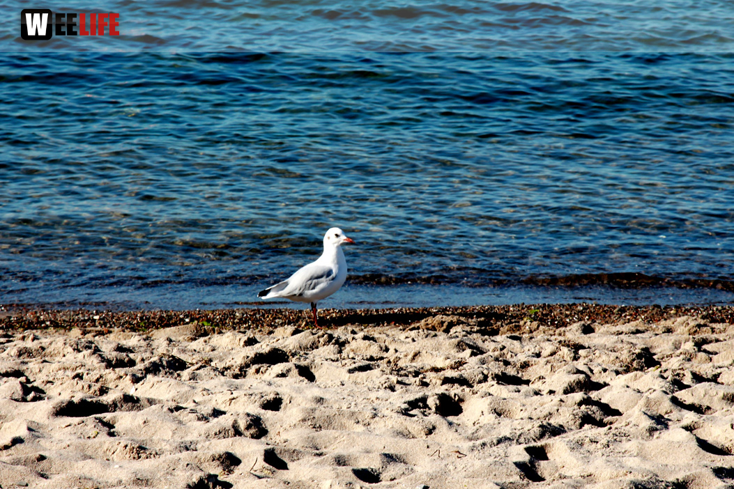 Strand Niendorf