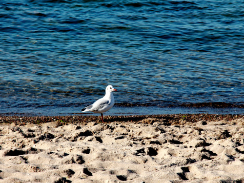 Strand Niendorf – Foto 27