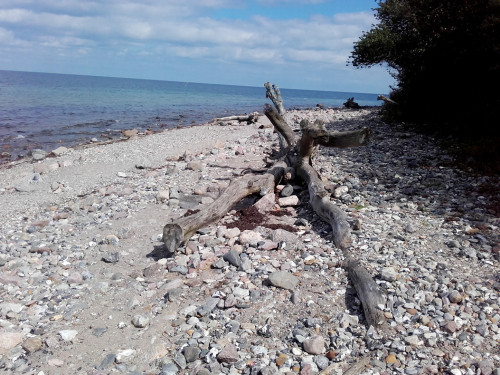 Brodtener Steilufer – Foto 32