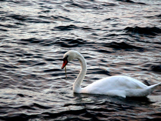 Foto 181768 im Album