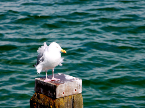 Strand Promenade Timmendorfer Strand – Foto 60