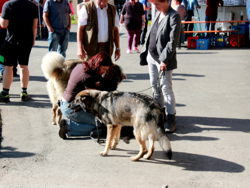 Sommerfest Jubiläum Tierheim Erlalohe – Foto 4
