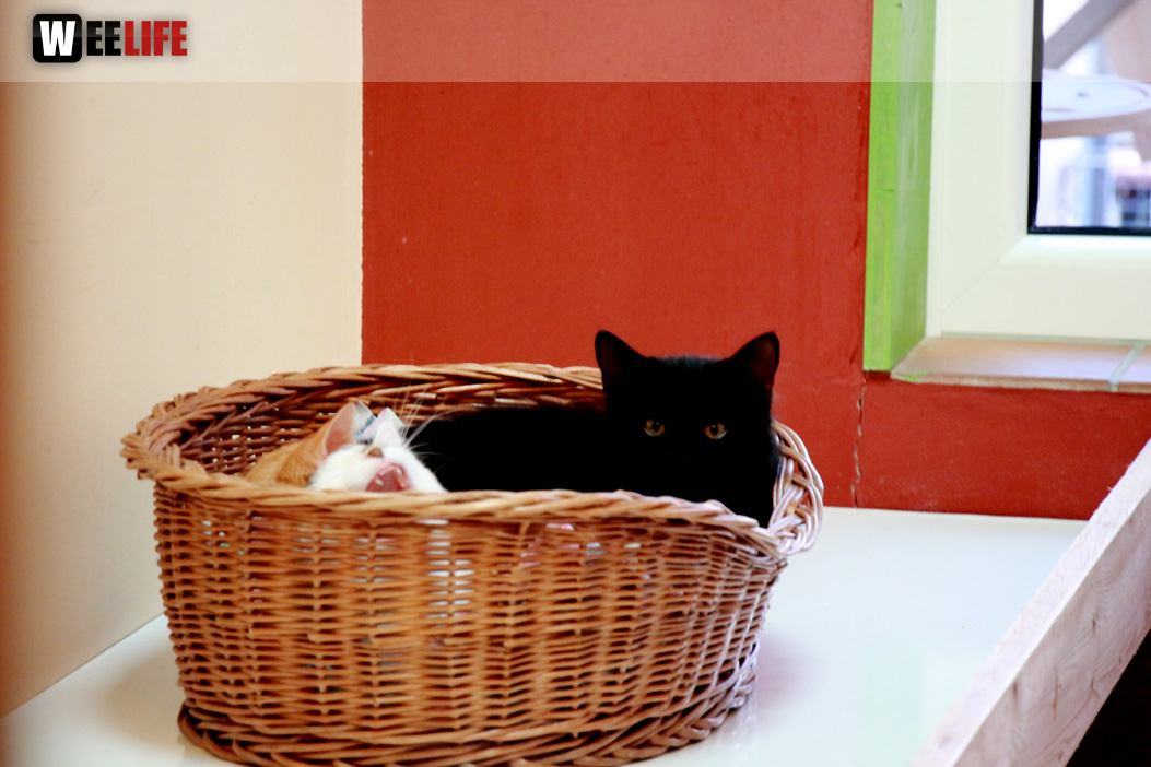 Sommerfest Jubiläum Tierheim Erlalohe