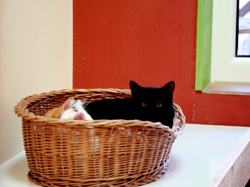 Sommerfest Jubiläum Tierheim Erlalohe – Foto 21