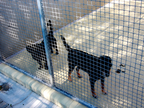Sommerfest Jubiläum Tierheim Erlalohe – Foto 26