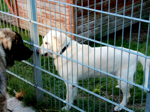 Sommerfest Jubiläum Tierheim Erlalohe – Foto 30