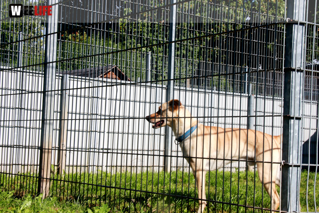 Sommerfest Jubiläum Tierheim Erlalohe