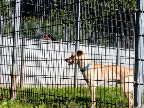 Sommerfest Jubiläum Tierheim Erlalohe – Foto 31