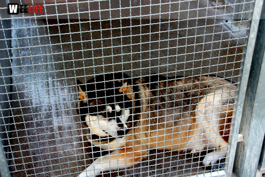 Sommerfest Jubiläum Tierheim Erlalohe