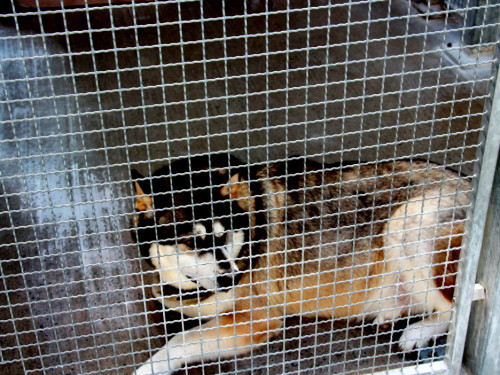Sommerfest Jubiläum Tierheim Erlalohe – Foto 32
