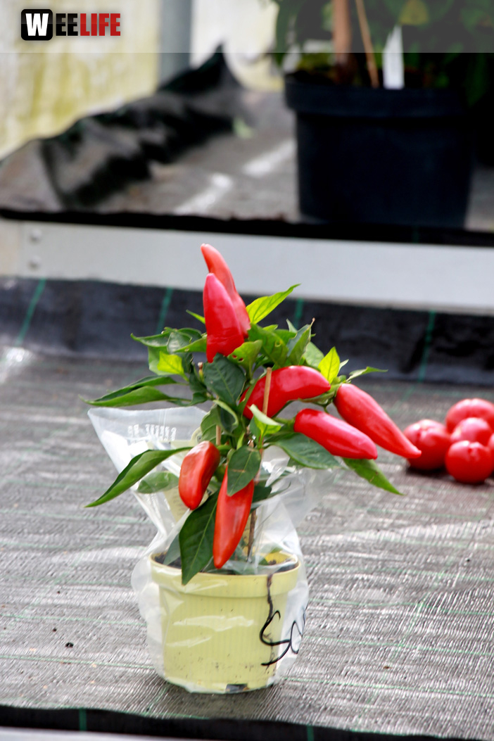 5. Hofer Chilifest mit Livemusik Farmers Five