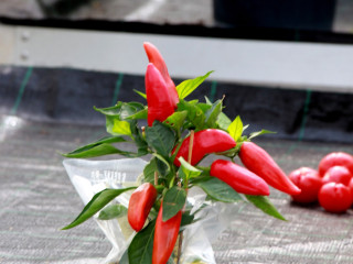 Foto 183004 im Album