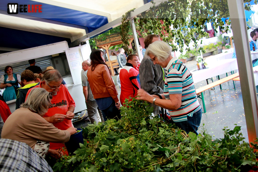 Hopfenzupferfest & Oldtimertreffen