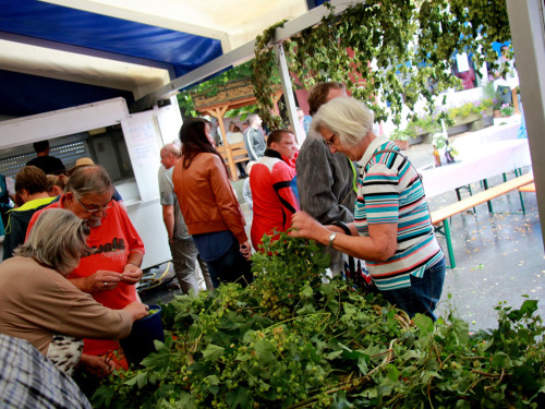 Hopfenzupferfest & Oldtimertreffen – Foto 20