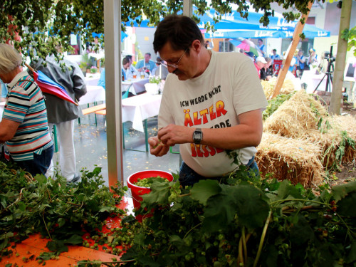 Hopfenzupferfest & Oldtimertreffen – Foto 21