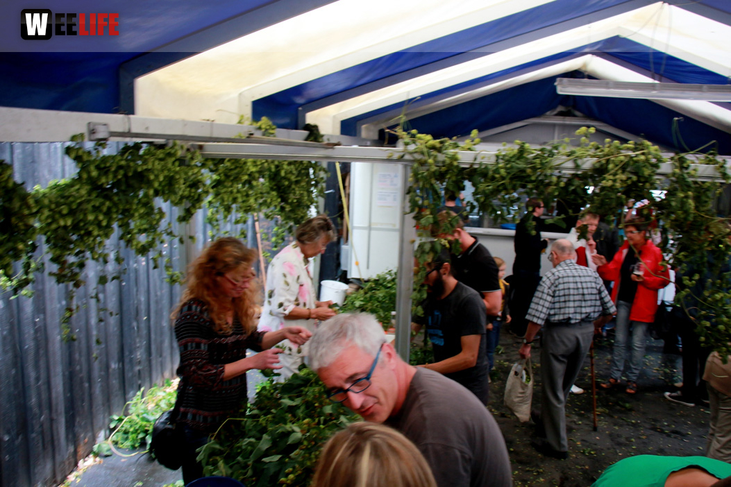 Hopfenzupferfest & Oldtimertreffen