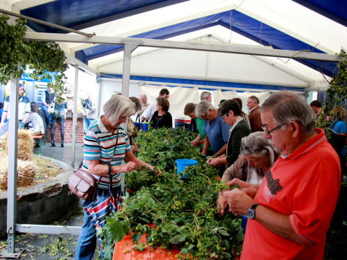 Hopfenzupferfest & Oldtimertreffen – Foto 41