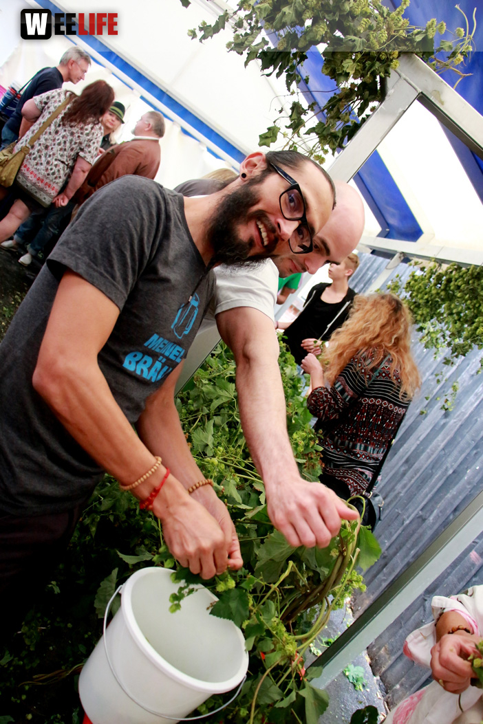 Hopfenzupferfest & Oldtimertreffen