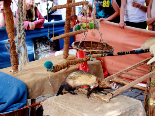 Burgfest – Foto 220