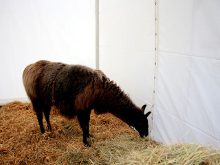 Foto 185571 im Album