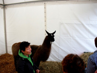 Foto 185574 im Album