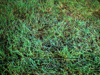 Foto 186905 im Album