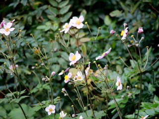 Foto 205317 im Album