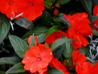Foto 205324 im Album