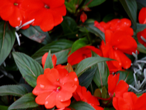 Wilhelma Stuttgart Pflanzenwelt – Foto 13