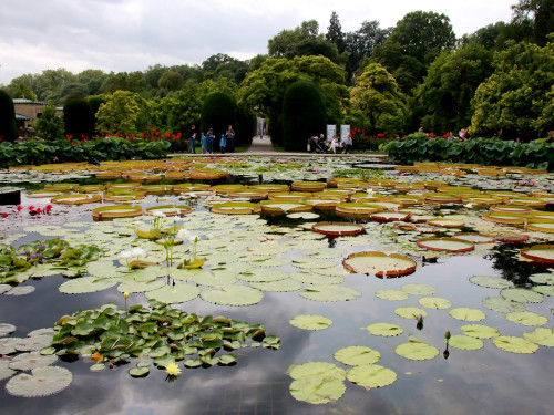 Wilhelma Stuttgart Pflanzenwelt – Foto 17