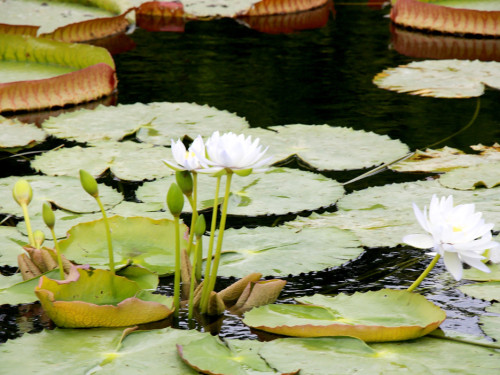 Wilhelma Stuttgart Pflanzenwelt – Foto 22