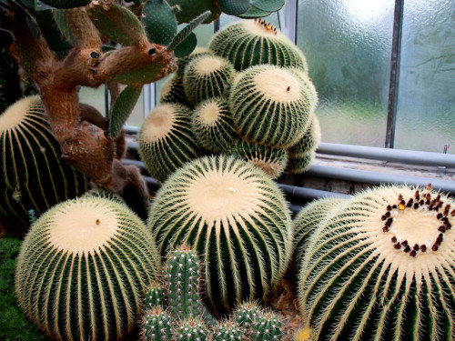 Wilhelma Stuttgart Pflanzenwelt – Foto 35