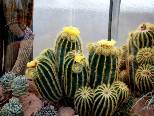 Wilhelma Stuttgart Pflanzenwelt – Foto 36