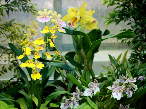 Wilhelma Stuttgart Pflanzenwelt – Foto 39