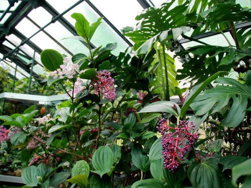 Wilhelma Stuttgart Pflanzenwelt – Foto 41