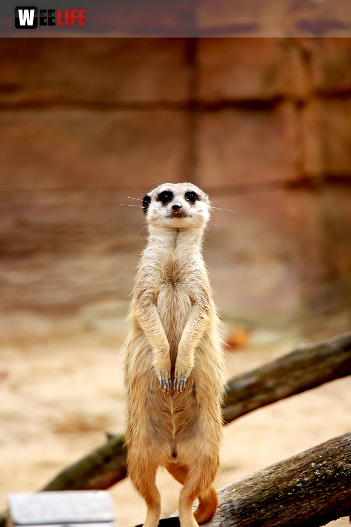 Wilhelma Stuttgart Zoo