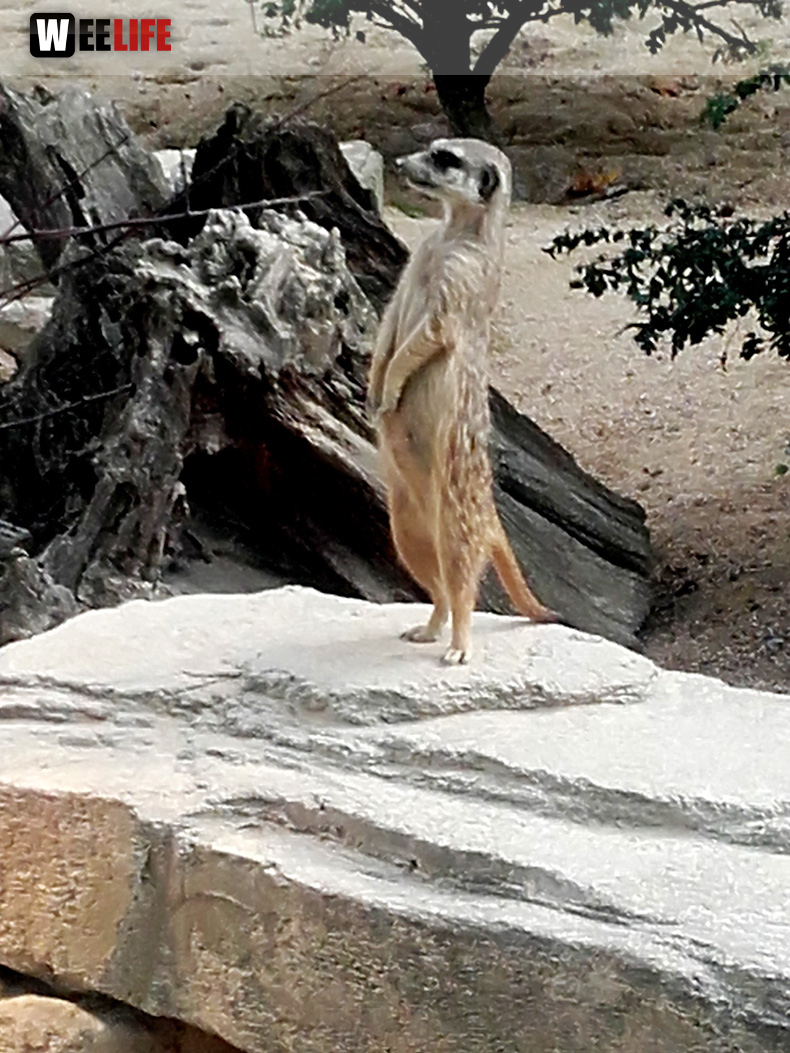 Wilhelma Stuttgart Zoo