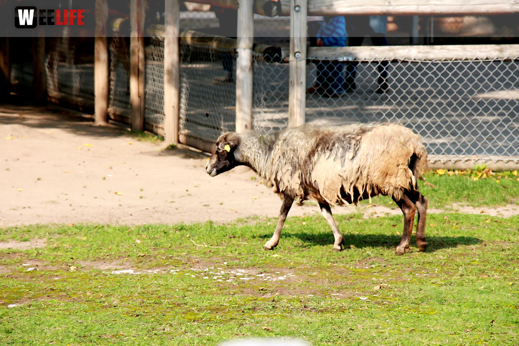 Wilhelma Stuttgart Zoo