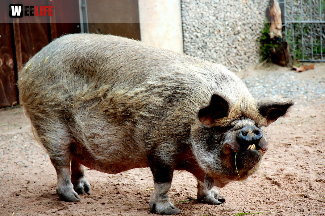 Wilhelma Stuttgart Zoo