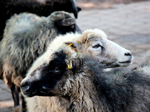Wilhelma Stuttgart Zoo – Foto 17