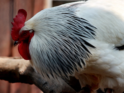 Wilhelma Stuttgart Zoo – Foto 18