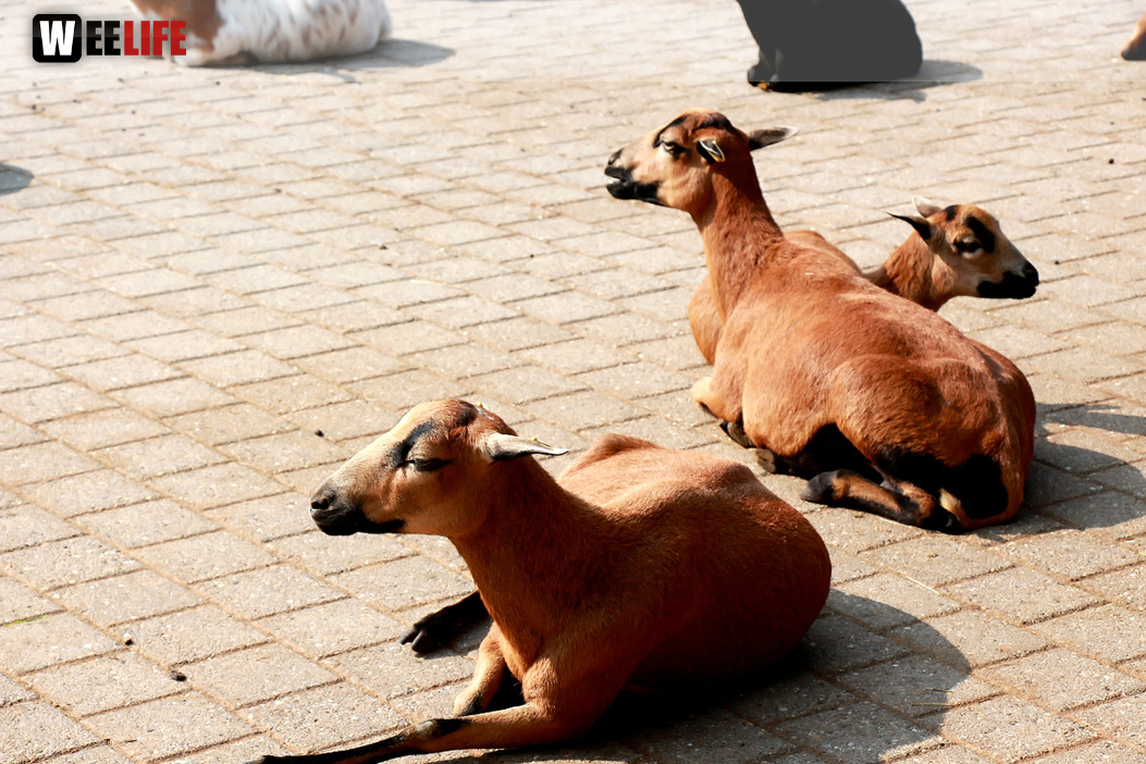 Wilhelma Stuttgart Zoo