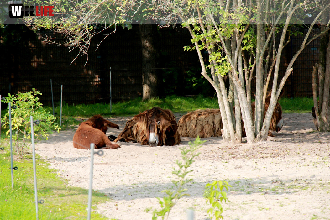 Wilhelma Stuttgart Zoo