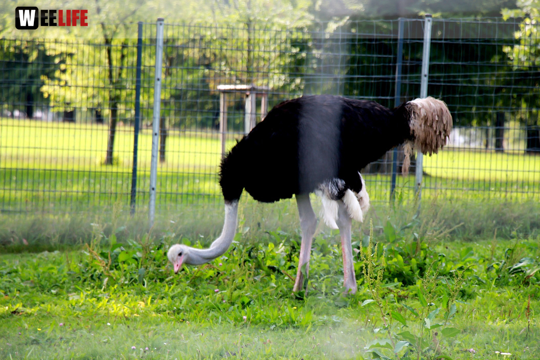 Wilhelma Stuttgart Zoo