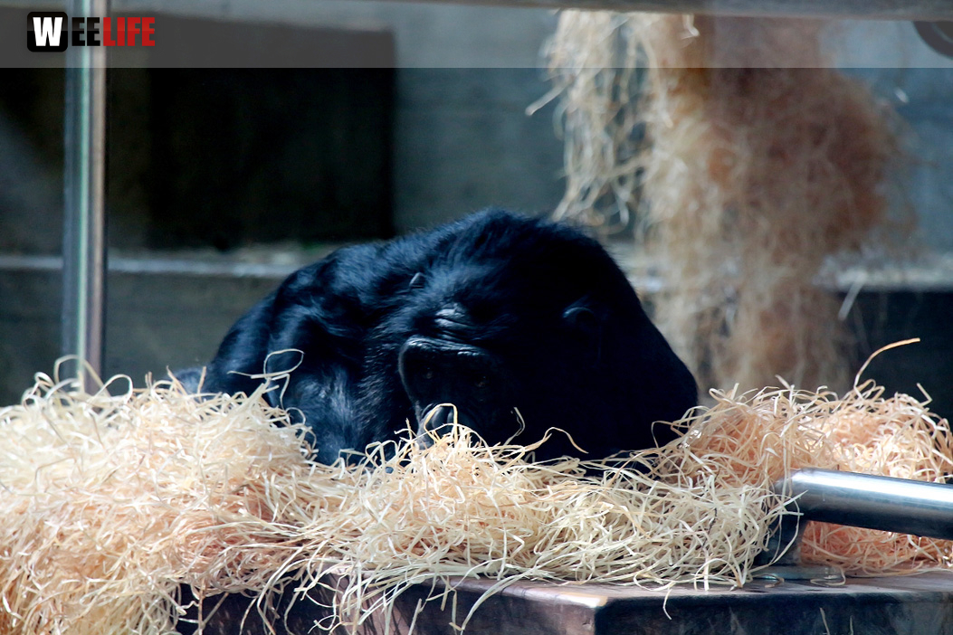 Wilhelma Stuttgart Zoo